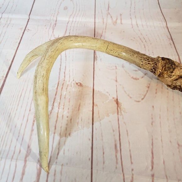 2 Point Deer Antler Natural Craft Rustic Decor 10" - Picture 4 of 6